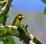 Hooded Warbler