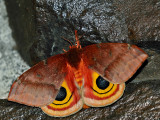 Io Moth