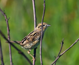 LeContes Sparrow