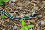 Orange-striped Ribbonsnake