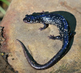 undescribed Plethodon species