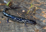 Sequoyah Slimy Salamander