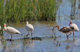 White Ibises