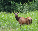 Elk