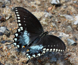 Spicebush Swallowtail