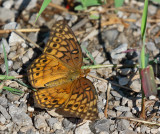 Variegated Fritillary