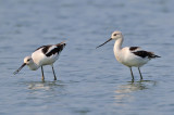 American Avocets