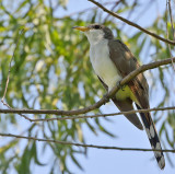 Yellow-billed Cuckoo