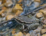 Southern Leopard Frog