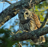 Barred Owl