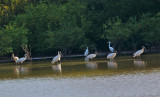 Wood Storks