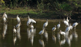 Wood Storks