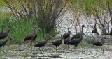 Glossy and Plegadis Ibis