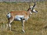 Pronghorn