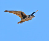 Prairie Falcon