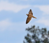 Prairie Falcon