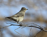 Townsends Solitaire