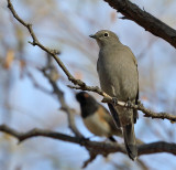 Townsends Solitaire