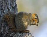 Fox Squirrel