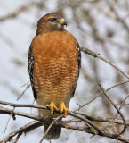 Red-shouldered Hawk