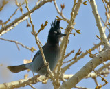 Stellers Jay