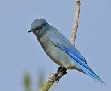 Mountain Bluebird