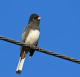 Dark-eyed Junco