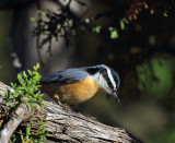 Red-breasted Nuthatch