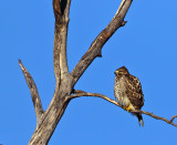 Red-shouldered Hawk