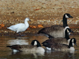 Apparent Rosss x Snow Goose hybrid