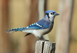 Blue Jay