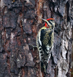 Yellow-bellied Sapsucker