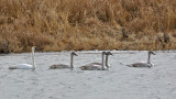 Trumpeter Swans