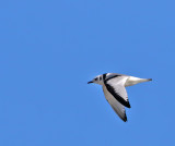 Black-legged Kittiwake