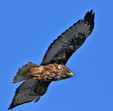 Red-tailed Hawk