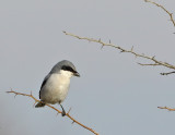 Loggerhead Shrike