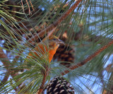 Red Crossbill