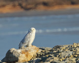 Snowy Owl