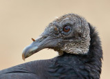 Black Vulture