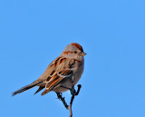 American Tree Sparrow