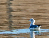 Lesser Black-backed Gull