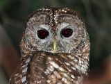 Spotted Owl