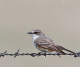 Vermilion Flycatcher