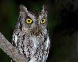 Eastern (McCalls) Screech-Owl