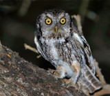 Eastern (McCalls) Screech-Owl