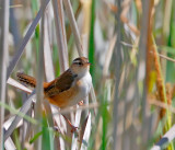 Marsh Wren