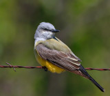 Western Kingbird