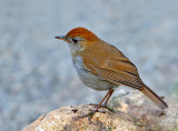 Ruddy-capped Nightingale-Thrush