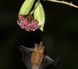 Pallass Long-tounged Bat