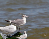 Laughing Gull